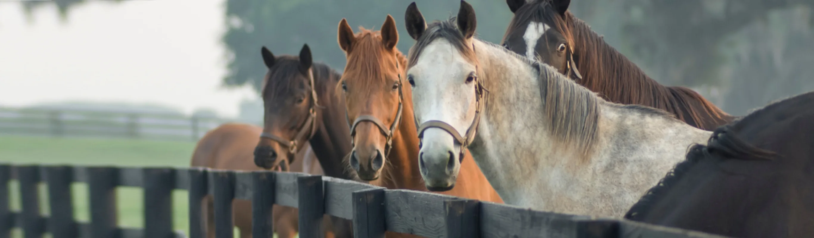 Five Horses Standing Near a Wooden Fence
